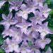 Clematis Blue Angel ( (2.5 ' POT STARTER PLANT) PERENNIAL FLOWERING VINE - Caribbean garden seed