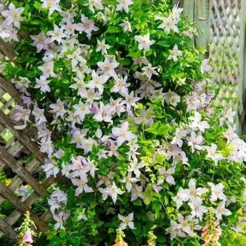 Clematis Blue Angel ( (2.5 ' POT STARTER PLANT) PERENNIAL FLOWERING VINE - Caribbean garden seed