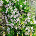 Clematis Blue Angel ( (2.5 ' POT STARTER PLANT) PERENNIAL FLOWERING VINE - Caribbean garden seed