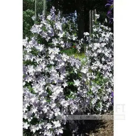 Clematis Blue Angel ( (2.5 ' POT STARTER PLANT) PERENNIAL FLOWERING VINE - Caribbean garden seed
