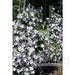 Clematis Blue Angel ( (2.5 ' POT STARTER PLANT) PERENNIAL FLOWERING VINE - Caribbean garden seed