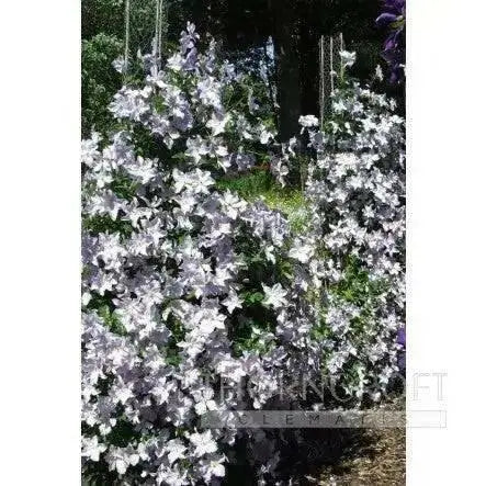Clematis Blue Angel ( (2.5 ' POT STARTER PLANT) PERENNIAL FLOWERING VINE - Caribbean garden seed