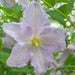 Clematis Blue Angel ( (2.5 ' POT STARTER PLANT) PERENNIAL FLOWERING VINE - Caribbean garden seed