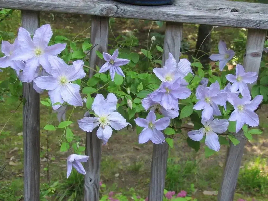 Clematis Blue Angel ( (2.5 ' POT STARTER PLANT) PERENNIAL FLOWERING VINE - Caribbean garden seed