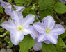 Clematis Blue Angel ( (2.5 ' POT STARTER PLANT) PERENNIAL FLOWERING VINE - Caribbean garden seed