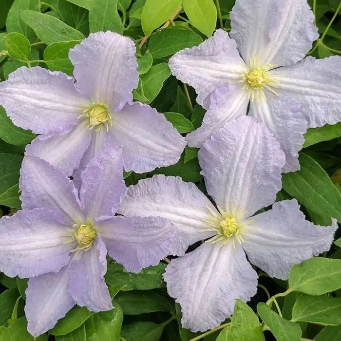 Clematis Blue Angel ( (2.5 ' POT STARTER PLANT) PERENNIAL FLOWERING VINE - Caribbean garden seed