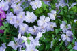 Clematis Blue Angel ( (2.5 ' POT STARTER PLANT) PERENNIAL FLOWERING VINE - Caribbean garden seed