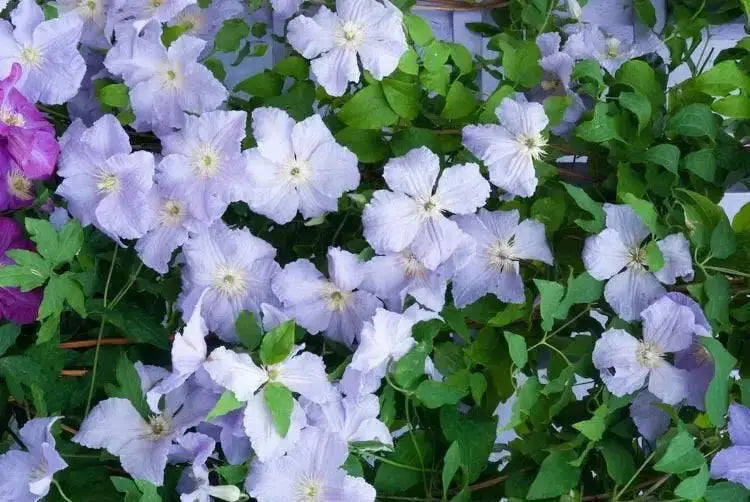 Clematis Blue Angel ( (2.5 ' POT STARTER PLANT) PERENNIAL FLOWERING VINE - Caribbean garden seed
