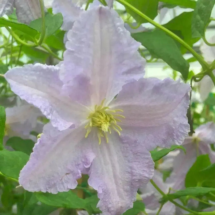 Clematis Blue Angel ( (2.5 ' POT STARTER PLANT) PERENNIAL FLOWERING VINE - Caribbean garden seed