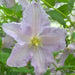 Clematis Blue Angel ( (2.5 ' POT STARTER PLANT) PERENNIAL FLOWERING VINE - Caribbean garden seed