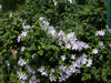 Clematis Blue Angel ( (2.5 ' POT STARTER PLANT) PERENNIAL FLOWERING VINE - Caribbean garden seed