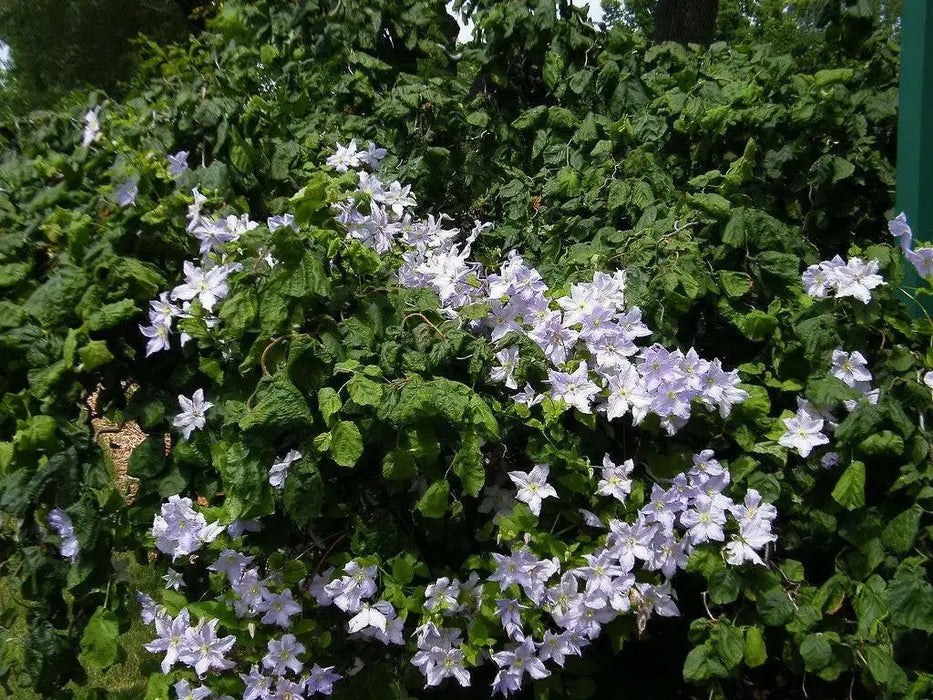 Clematis Blue Angel ( (2.5 ' POT STARTER PLANT) PERENNIAL FLOWERING VINE - Caribbean garden seed