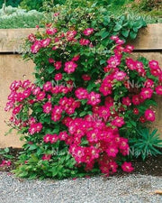 Clematis Ville de Lyon (2.5' POT starter plant) Perennial vine - Caribbean garden seed