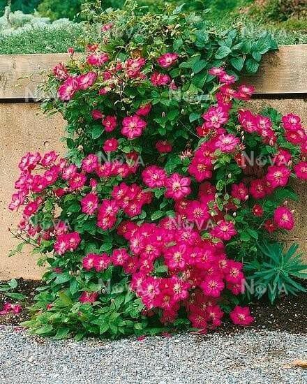 Clematis Ville de Lyon (2.5' POT starter plant) Perennial vine - Caribbean garden seed