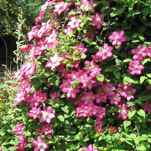 Clematis Ville de Lyon (2.5' POT starter plant) Perennial vine - Caribbean garden seed