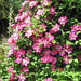 Clematis Ville de Lyon (2.5' POT starter plant) Perennial vine - Caribbean garden seed