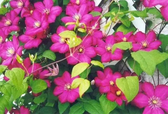 Clematis Ville de Lyon (2.5' POT starter plant) Perennial vine - Caribbean garden seed