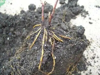 Clematis Ville de Lyon (2.5' POT starter plant) Perennial vine - Caribbean garden seed