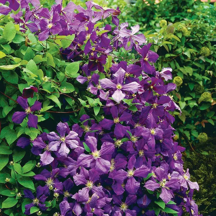 Clematis Jackmanii  ( 2.5' POT) Large-flowered Vine - Caribbean garden seed
