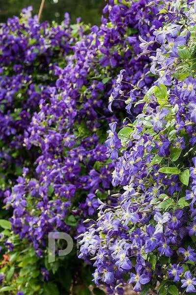 Clematis Jackmanii  ( 2.5' POT) Large-flowered Vine - Caribbean garden seed