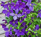Clematis Jackmanii  ( 2.5' POT) Large-flowered Vine - Caribbean garden seed