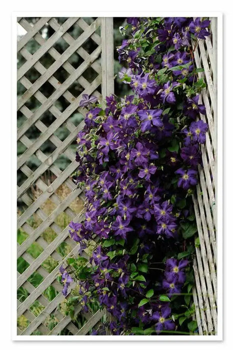 Clematis Jackmanii  ( 2.5' POT) Large-flowered Vine - Caribbean garden seed
