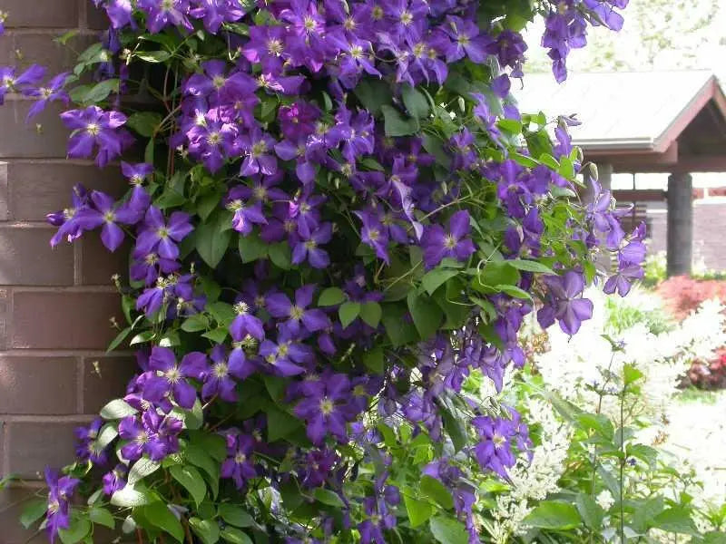 Clematis Jackmanii  ( 2.5' POT) Large-flowered Vine - Caribbean garden seed