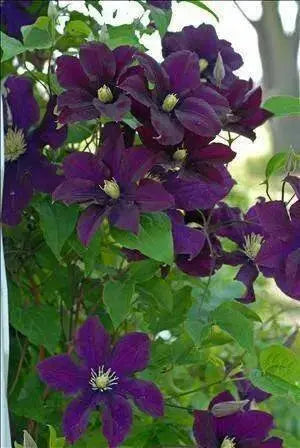 Clematis Warsaw Nike (2.5' POT Starter Plant) PERENNIAL VINE - Caribbean garden seed
