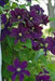 Clematis Warsaw Nike (2.5' POT Starter Plant) PERENNIAL VINE - Caribbean garden seed