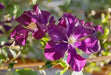 Clematis Warsaw Nike (2.5' POT Starter Plant) PERENNIAL VINE - Caribbean garden seed