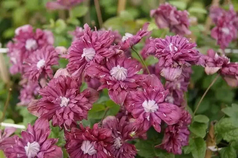 CLEMATIS viticella Purpurea Plena Elegans, Starter Plant, VINE - Caribbean garden seed