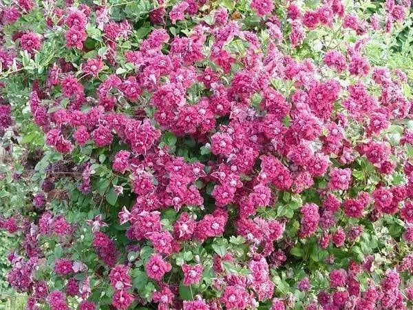 CLEMATIS viticella Purpurea Plena Elegans, Starter Plant, VINE - Caribbean garden seed