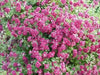 CLEMATIS viticella Purpurea Plena Elegans, Starter Plant, VINE - Caribbean garden seed