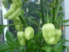 CLEO'S DRAGON Pepper Seeds ,Capsicum chinense- Extremely Hot - Caribbean garden seed