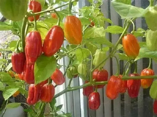 CLEO'S DRAGON Pepper Seeds ,Capsicum chinense- Extremely Hot - Caribbean garden seed