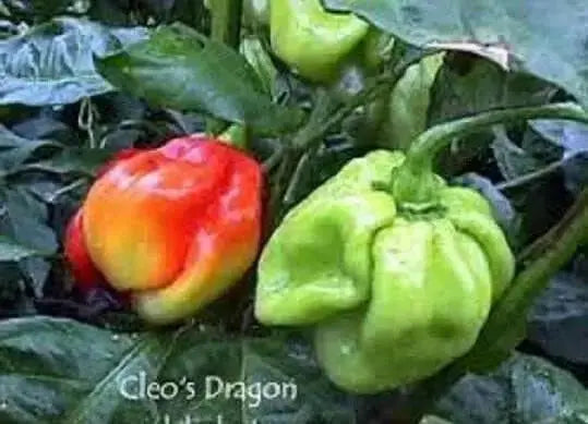 CLEO'S DRAGON Pepper Seeds ,Capsicum chinense- Extremely Hot - Caribbean garden seed