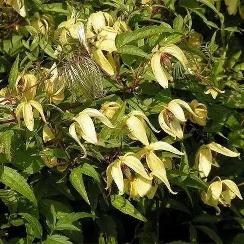Clematis tangutica Flower Seeds, PERENNIAL vine - Caribbean garden seed