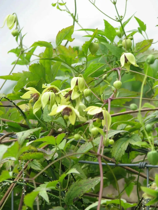 Clematis tangutica Flower Seeds, PERENNIAL vine - Caribbean garden seed