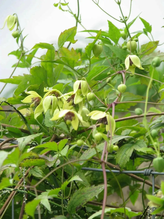 Clematis tangutica Flower Seeds, PERENNIAL vine - Caribbean garden seed