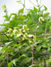 Clematis tangutica Flower Seeds, PERENNIAL vine - Caribbean garden seed