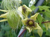 Clematis tangutica Flower Seeds, PERENNIAL vine - Caribbean garden seed