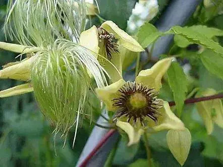 Clematis tangutica Flower Seeds, PERENNIAL vine - Caribbean garden seed