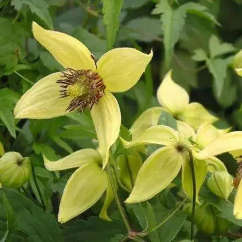 Clematis tangutica Flower Seeds, PERENNIAL vine - Caribbean garden seed