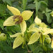 Clematis tangutica Flower Seeds, PERENNIAL vine - Caribbean garden seed