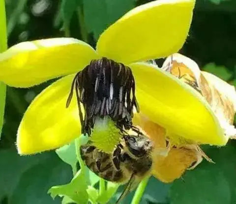 Clematis tangutica Flower Seeds, PERENNIAL vine - Caribbean garden seed