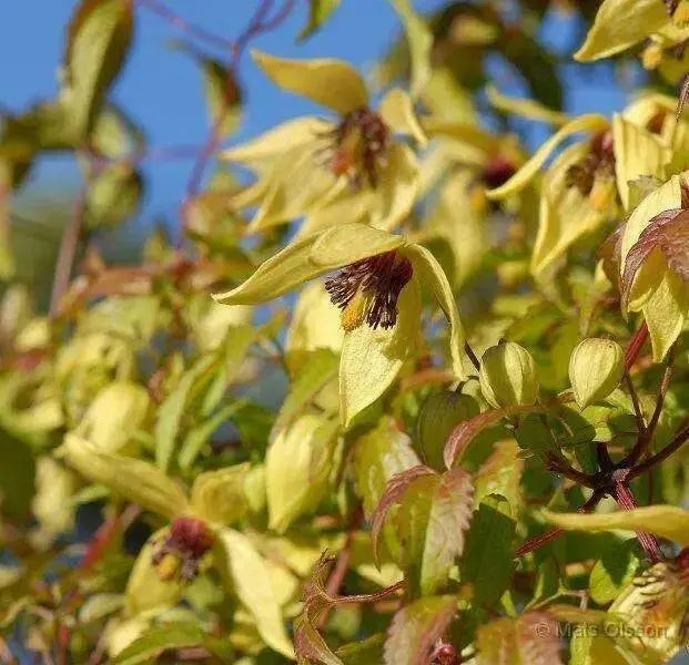 Clematis tangutica Flower Seeds, PERENNIAL vine - Caribbean garden seed