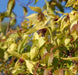 Clematis tangutica Flower Seeds, PERENNIAL vine - Caribbean garden seed