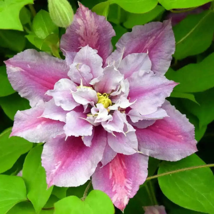 Clematis Piilu (STARTER) PERENNIAL flowering Vine - Caribbean garden seed