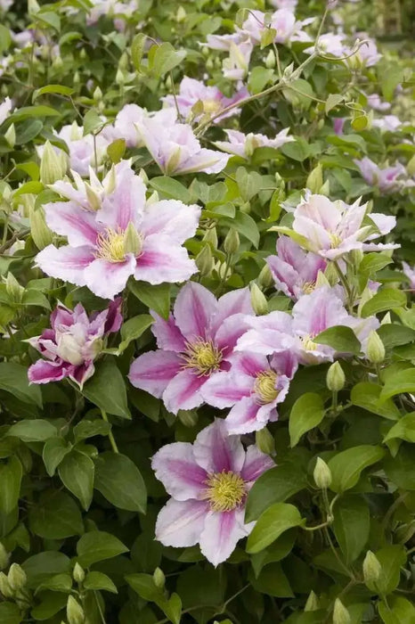 Clematis Piilu (STARTER) PERENNIAL flowering Vine - Caribbean garden seed