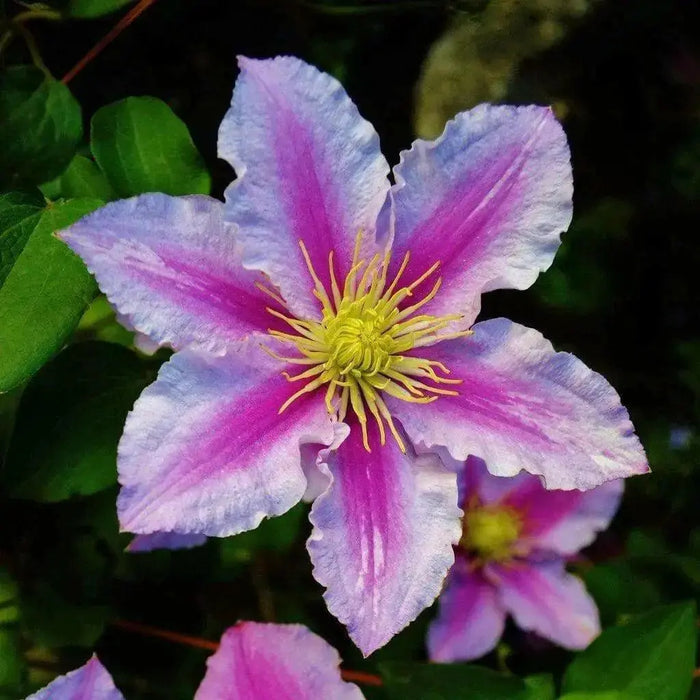 Clematis Piilu (STARTER) PERENNIAL flowering Vine - Caribbean garden seed